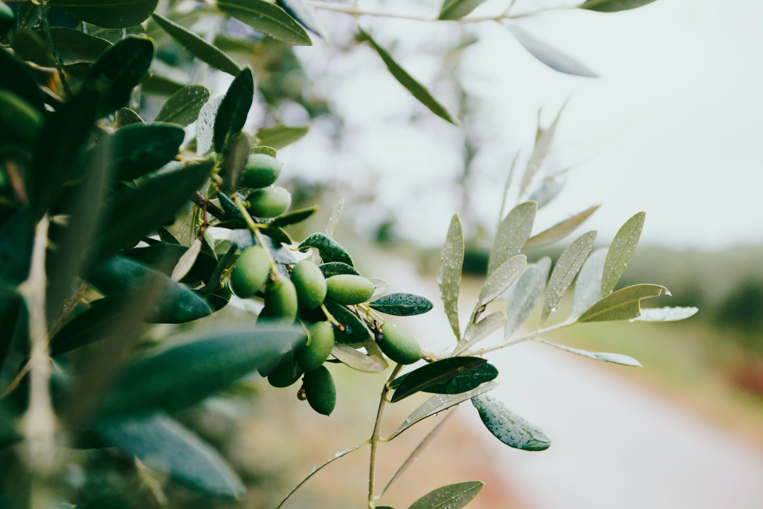 Olipo Project: vegetable tanning from olive residues 5